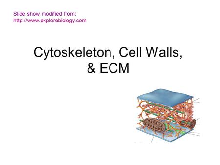 Cytoskeleton, Cell Walls, & ECM