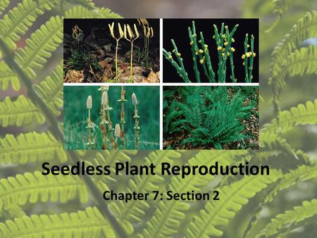 Seedless Plant Reproduction