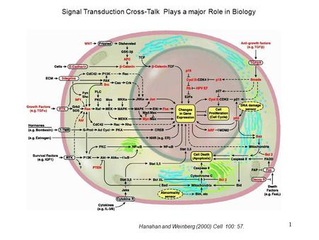 1 Hanahan and Weinberg (2000) Cell 100: 57. Signal Transduction Cross-Talk Plays a major Role in Biology.