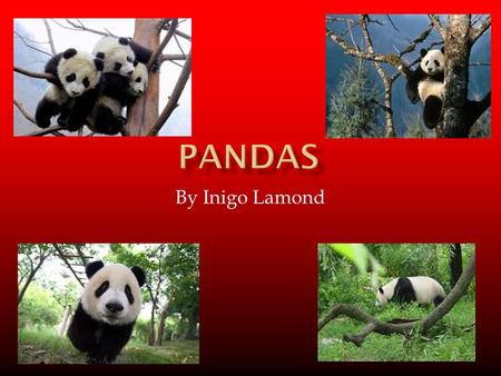 By Inigo Lamond. What Are Pandas? Pandas are Mammals. They are related to bears Pandas can be aggressive when threatened.
