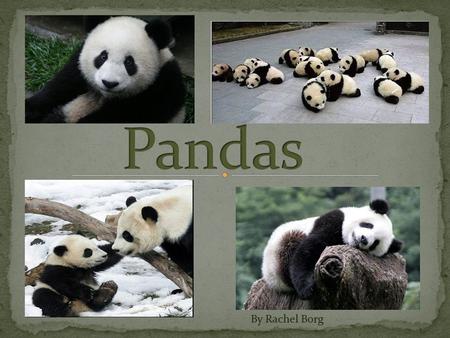 Pandas By Rachel Borg.