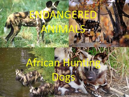 ENDANGERED ANIMALS African Hunting Dogs. Characteristics SizeLike a medium size domestic dog(60-75 cms tall). DietCarnivores (eats meat). ColourShaded.