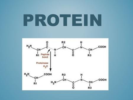 Protein.