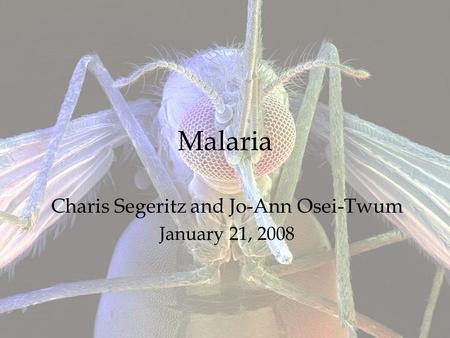 Malaria Charis Segeritz and Jo-Ann Osei-Twum January 21, 2008.
