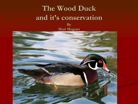 The Wood Duck and it’s conservation By Matt Maguet.