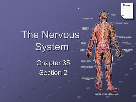 Notes The Nervous System Chapter 35 Section 2.