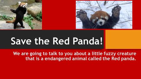 Save the Red Panda! We are going to talk to you about a little fuzzy creature that is a endangered animal called the Red panda.