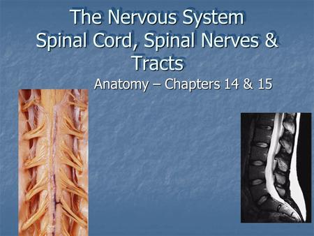 The Nervous System Spinal Cord, Spinal Nerves & Tracts