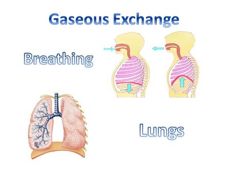 Gaseous Exchange Breathing Lungs.