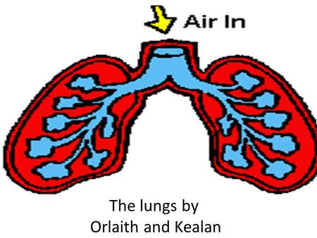 The lungs by Orlaith and Kealan. What lungs do Without the oxygen you breathe in, we would quickly die. Our lungs make sure that air we breathe in can.