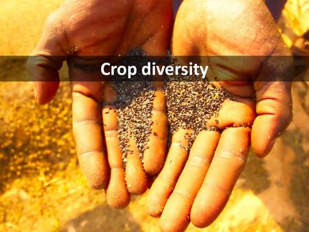 Crop diversity. Most crop species have lower genetic diversity than their wild progenitors due to the ‘domestication bottleneck’ However, crop species.