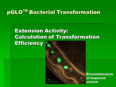 pGLOTM Bacterial Transformation