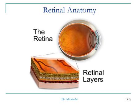 Retinal Anatomy Dr. Miratashi.