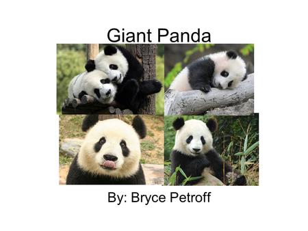 Giant Panda By: Bryce Petroff.