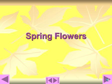 Spring Flowers Spring Flowers that Grow from Bulbs Chapter 1.