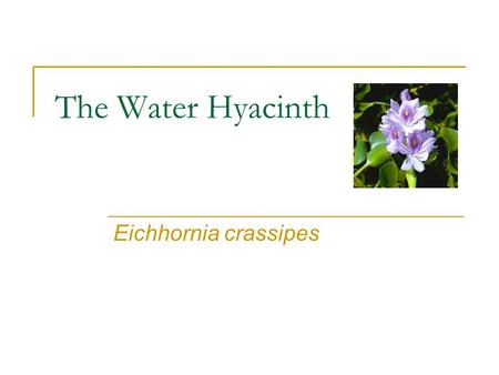 The Water Hyacinth Eichhornia crassipes. Water Hyacinth Labeled one of the worst invasive plants in the world It is a member of the Pontederiaceae family.