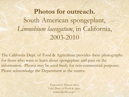 Photos for outreach. South American spongeplant, Limnobium laevigatum, in California, 2003-2010 Prepared by Patrick Akers Calif. Dept. of Food & Agric.