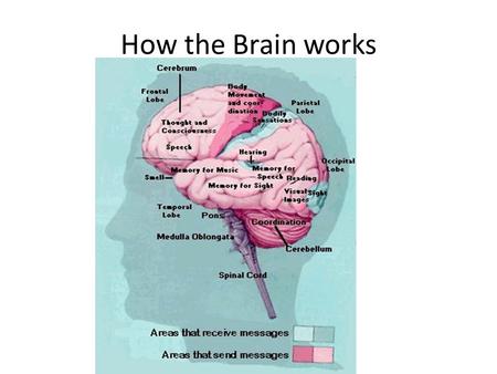 How the Brain works.