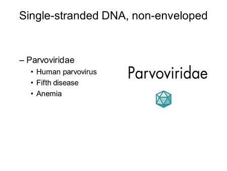 Single-stranded DNA, non-enveloped