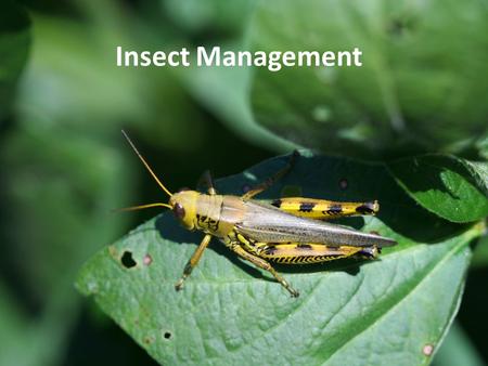 Insect Management. Know your system… What is the plant, what is normal? Most plant health problems are not caused by biotic (living) factors such as insects.