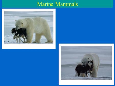 Marine Mammals.