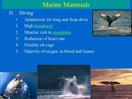 Marine Mammals D.Diving Adaptations for long and deep dives 1.High hematocrit 2.Muscles rich in myoglobin 3.Reduction of heart rate 4.Flexible rib cage.