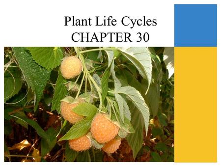 Plant Life Cycles CHAPTER 30