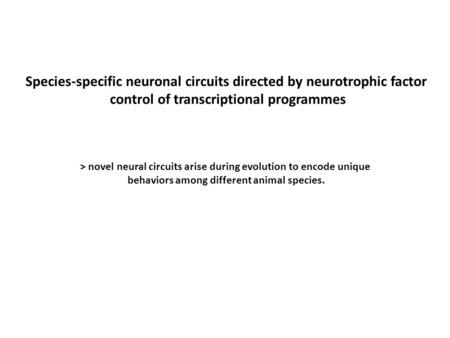 Species-specific neuronal circuits directed by neurotrophic factor
