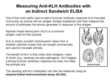 One of the most useful ways to test a humoral (antibody) response is to inoculate (immunize) an animal with an antigen (foreign substance) and then measure.
