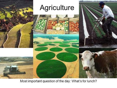 Agriculture Most important question of the day: What’s for lunch?