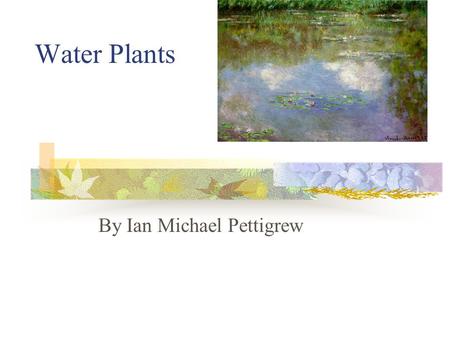Water Plants By Ian Michael Pettigrew. Table of Contents Questions About Water Plants………………1 Types of Water Plants……………………….2 Providing Food and Shelter………………….3.