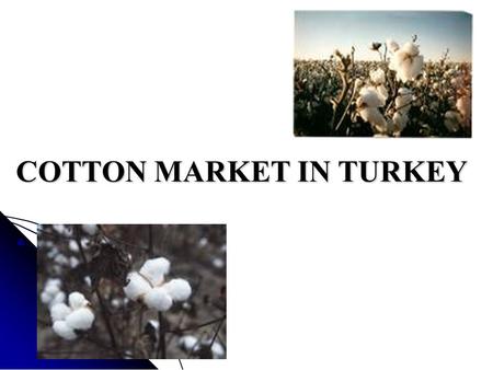 COTTON MARKET IN TURKEY. CONTENT I. Introduction II. General View Of The Market Cotton Production in Turkey Cotton Production in Turkey Cotton Consumption.