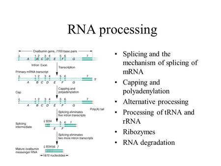RNA processing Splicing and the mechanism of splicing of mRNA