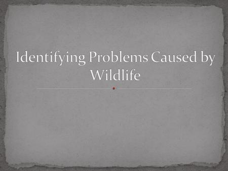 1. Describe human health problems associated with wildlife. 2. Explain other problems related to wildlife. 3. Identify laws associated to wildlife control.