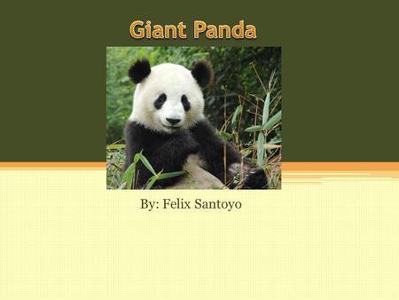 By: Felix Santoyo. Giant Panda’s Habitat The Giant Panda has it’s habitat in bamboo forests, high elevation in the mountains. Located in Western China.