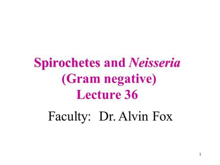 1 SpirochetesNeisseria Spirochetes and Neisseria (Gram negative) Lecture 36 Faculty: Dr. Alvin Fox.