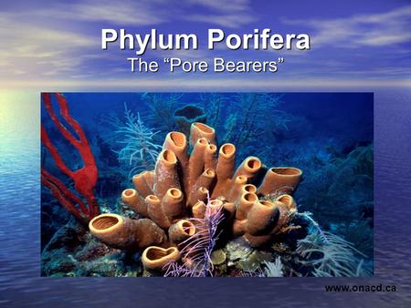 Phylum Porifera The “Pore Bearers” www.onacd.ca.