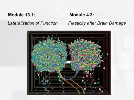 Module 13.1: Lateralization of Function Module 4.3: Plasticity after Brain Damage.