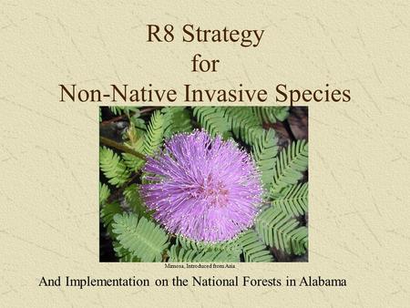 R8 Strategy for Non-Native Invasive Species And Implementation on the National Forests in Alabama Mimosa, Introduced from Asia.