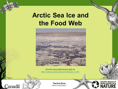 Arctic Sea Ice and the Food Web Page 1 Teacher Zone nature.ca/education See the associated lesson plan at