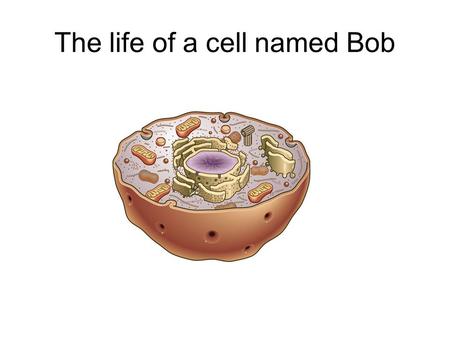 The life of a cell named Bob. Growing up – The cell Cycle.