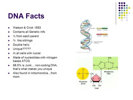 DNA Facts Watson & Crick 1953 Contains all Genetic info ½ from each parent ¾ like siblings Double helix Unique????? In all cells with nuclei Made of nucleotides.