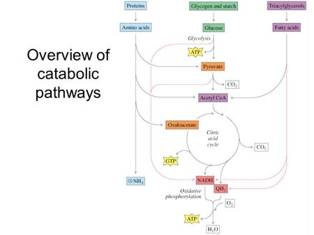 Overview of catabolic pathways. Chapter 16 - Lipid Metabolism Triacylglycerols and glycogen are the two major forms of stored energy in vertebrates Glycogen.