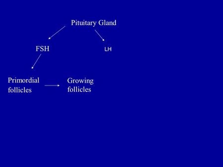 Pituitary Gland FSH Primordial follicles Growing follicles LH.