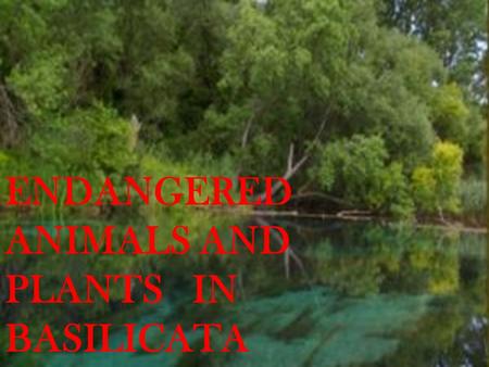 ENDANGERED ANIMALS AND PLANTS IN BASILICATA. Fauna.