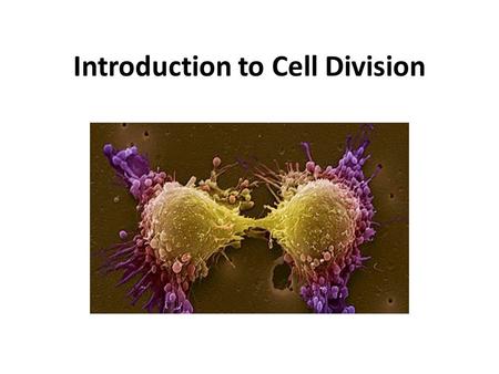 Introduction to Cell Division