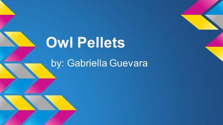 Owl Pellets by: Gabriella Guevara Introduction Comparative Question Is a pocket gopher eaten more by the barn olws daily or the spotted owl? In the.