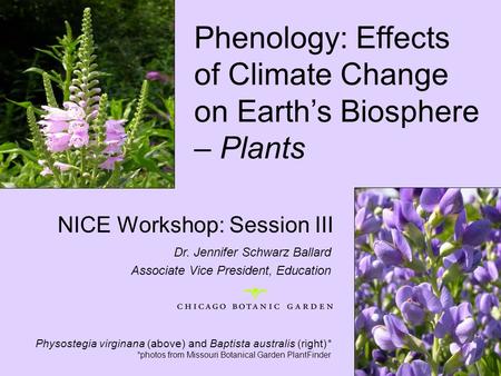 NICE Workshop: Session III Physostegia virginana (above) and Baptista australis (right)* *photos from Missouri Botanical Garden PlantFinder Dr. Jennifer.