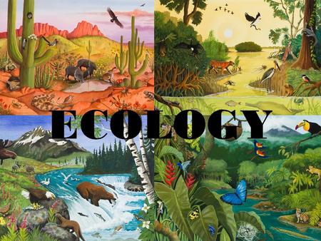 ECOLOGY. Ecology The scientific study of how living things respond to the environment.