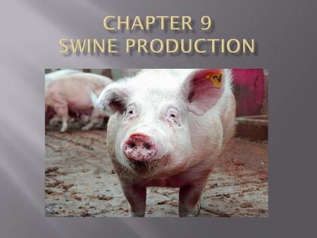 Names for Swine :  Hogs  Pigs  Swine Swine Industry change:  Factory farms.